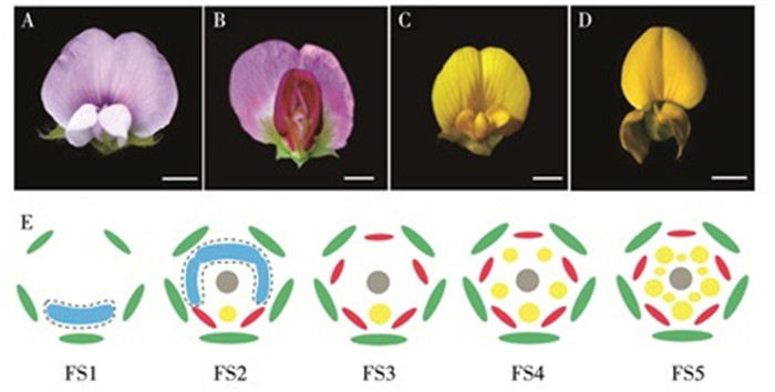 蝶形花亚科花发育的基因调控网络